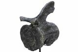 Sauropod Dinosaur (Camarasaurus) Caudal Vertebra - Colorado #222506-7